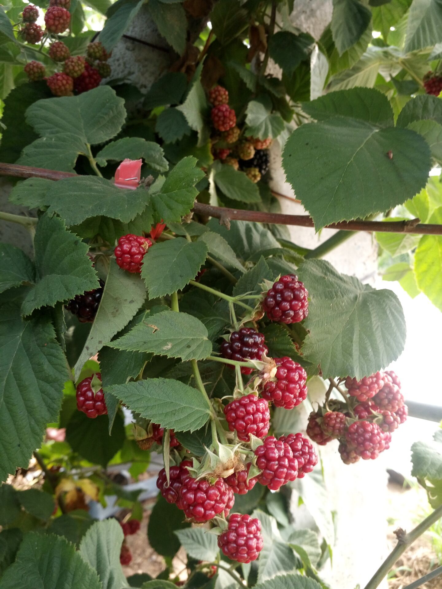 西藏代建双季红树莓苗多少钱一株